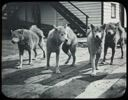 Image of Dogs at Battle Harbor